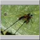 Ephialtes cf manifestator - Schlupfwespe 02b 16mm-fdet03.jpg